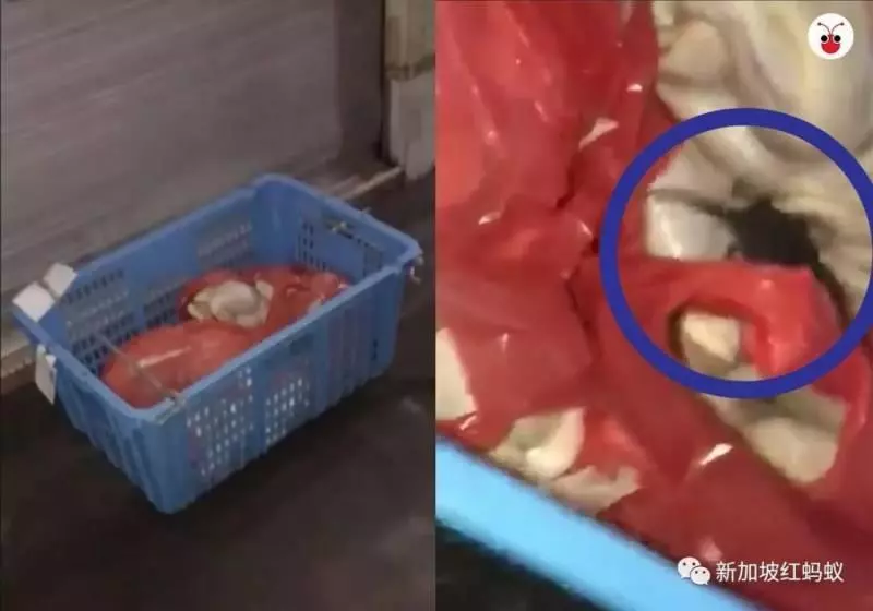 看吐了!雞飯攤發現老鼠在生雞胸腔里亂竄啃食 !