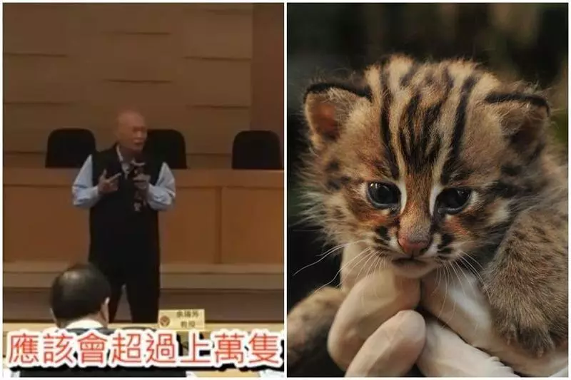 苗栗議員超狂發言:石虎有上萬隻,才會路上被撞死
