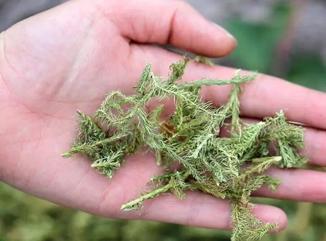 【伸筋草】的神奇功效與作用治關節酸痛及四肢麻木,有關節痛的人一定要知道