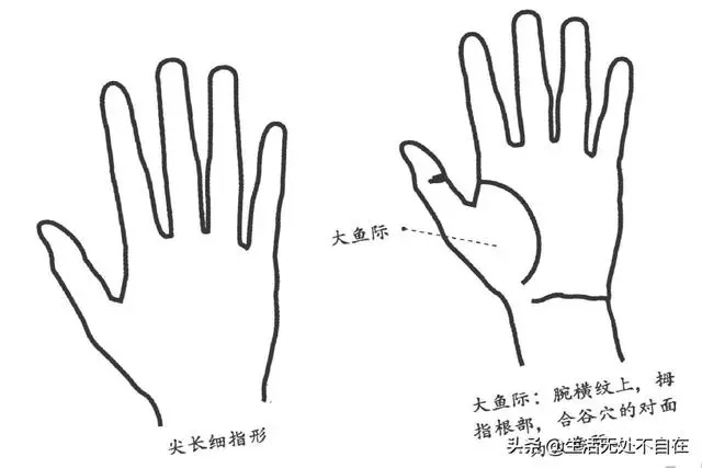看五指形狀,知五臟情況,調五臟疾病(掌中健康乾坤三)