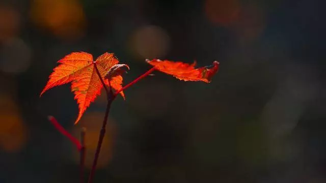 從你的農曆生日,看出是勞苦奔波貧窮命,還是高枕無憂富貴命