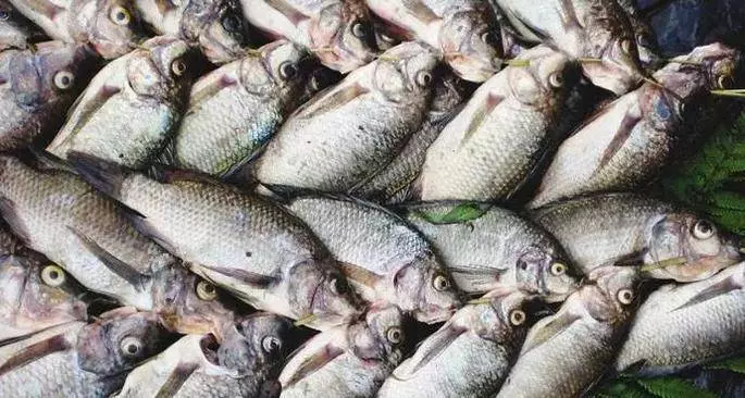 這4種魚,賣魚老闆自己都不吃現在知道還不晚!