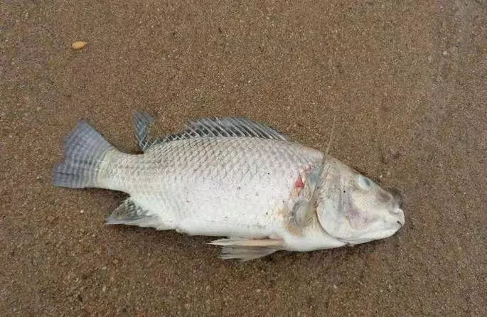 這4種魚,賣魚老闆自己都不吃現在知道還不晚!