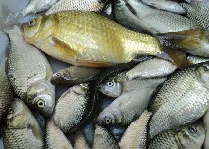 這4種魚,賣魚老闆自己都不吃現在知道還不晚!