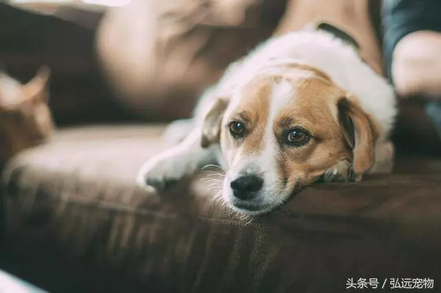 你一定要知道,這些現象代表著狗狗正在「求救」