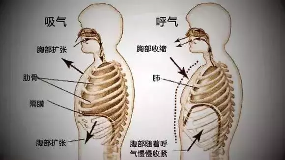 呼吸入腰,百病全消!為什麼呢?