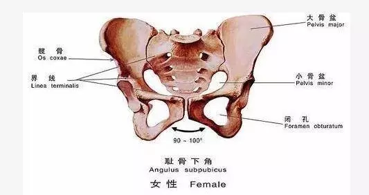 為什麼你一定要做產後恢復?這5個理由很現實,2個動作讓骨盆恢復原狀