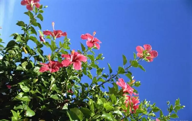 4月5號起旗開得勝,八方財路開,四方貴運到,紅紅火火賺大錢的5生肖!