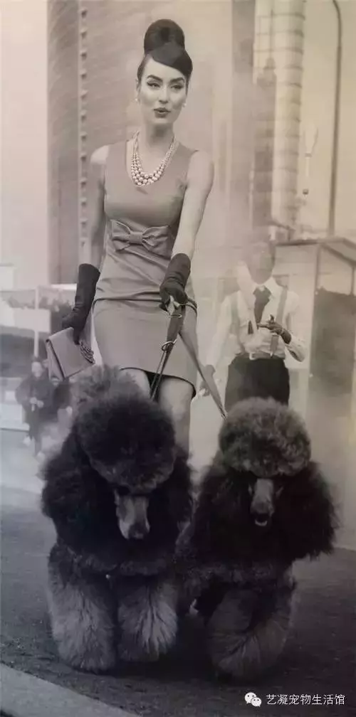 愛上貴賓犬的3大理由,一般人我還不告訴
