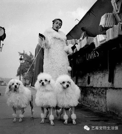 愛上貴賓犬的3大理由,一般人我還不告訴