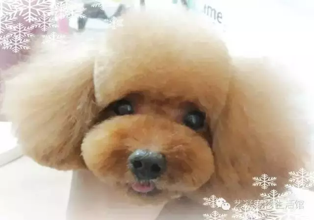 愛上貴賓犬的3大理由,一般人我還不告訴