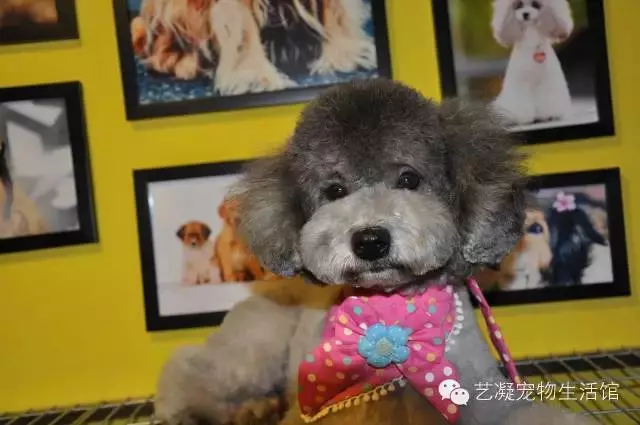 愛上貴賓犬的3大理由,一般人我還不告訴