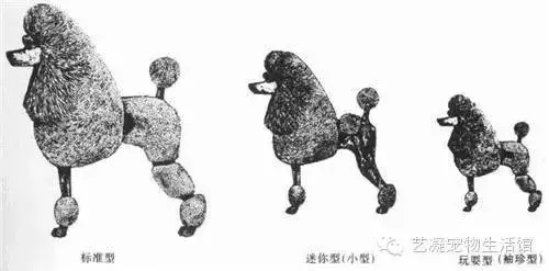 愛上貴賓犬的3大理由,一般人我還不告訴