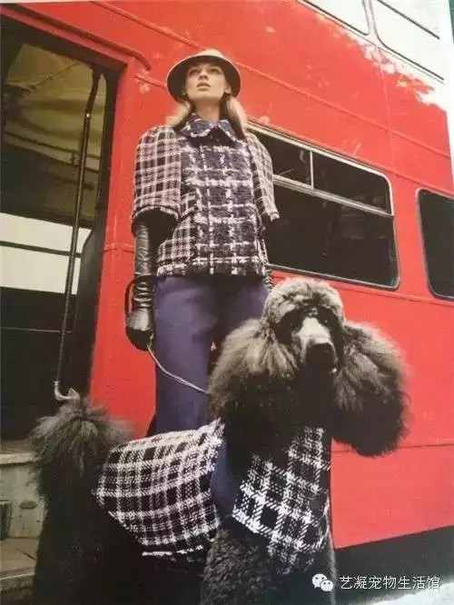 愛上貴賓犬的3大理由,一般人我還不告訴