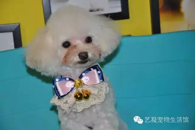 愛上貴賓犬的3大理由,一般人我還不告訴