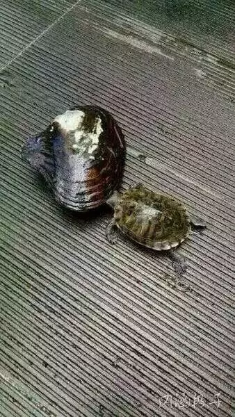 30張美女搞笑圖,保證你笑到肚疼!!美女司機掛檔的手法很嫻熟啊,亮點自己找!