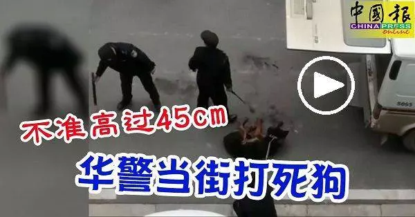 不准高過45cm, 華警當街打死狗!還把我一家人都打了!