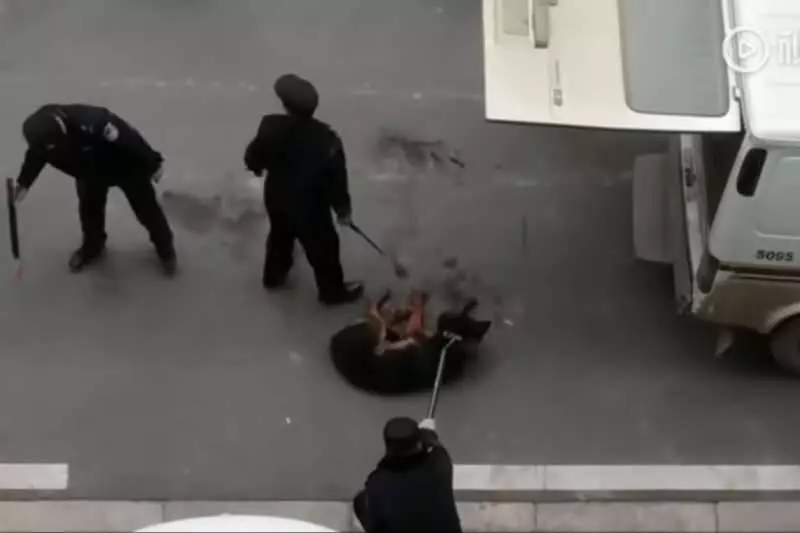 不准高過45cm, 華警當街打死狗!還把我一家人都打了!