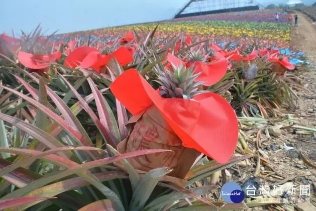 連假休閒好去處 屏東「鳳梨彩繪田」繽紛185縣道