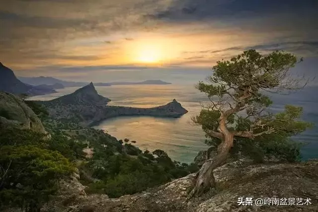 天地清明 | 盆景的舍利最能展現向死而生的精神!