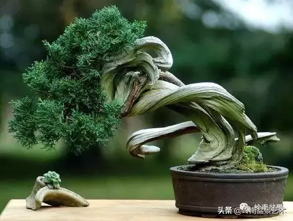 天地清明 | 盆景的舍利最能展現向死而生的精神!