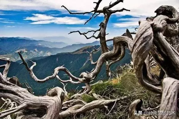 天地清明 | 盆景的舍利最能展現向死而生的精神!