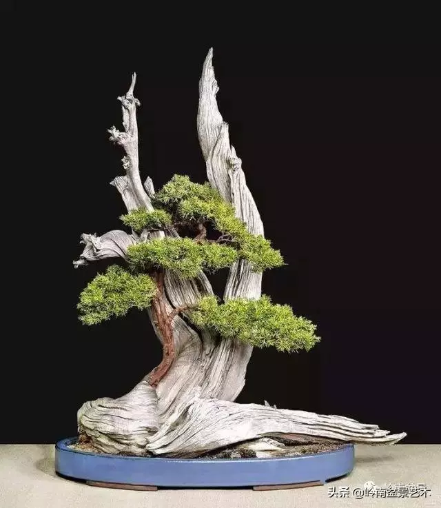 天地清明 | 盆景的舍利最能展現向死而生的精神!
