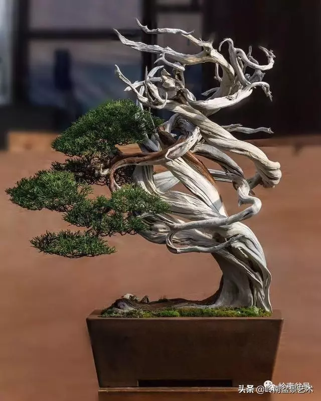 天地清明 | 盆景的舍利最能展現向死而生的精神!