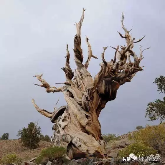 天地清明 | 盆景的舍利最能展現向死而生的精神!