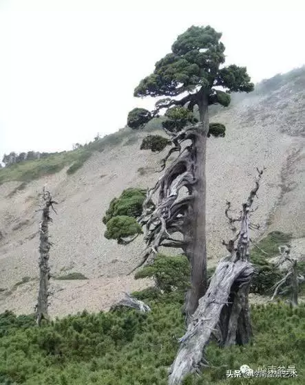 天地清明 | 盆景的舍利最能展現向死而生的精神!