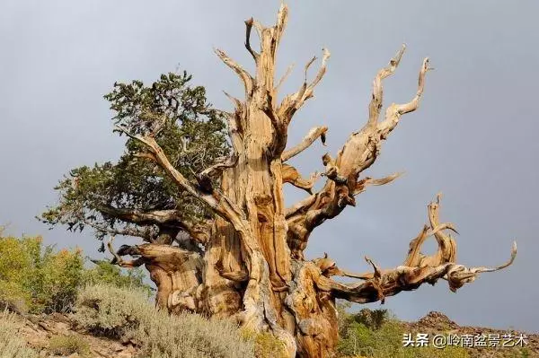 天地清明 | 盆景的舍利最能展現向死而生的精神!