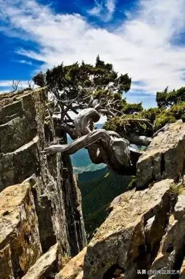 天地清明 | 盆景的舍利最能展現向死而生的精神!