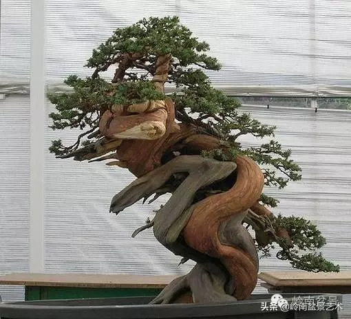 天地清明 | 盆景的舍利最能展現向死而生的精神!