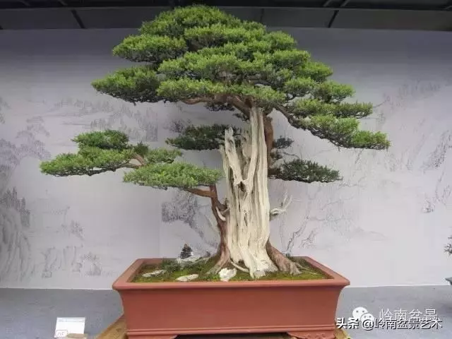 天地清明 | 盆景的舍利最能展現向死而生的精神!