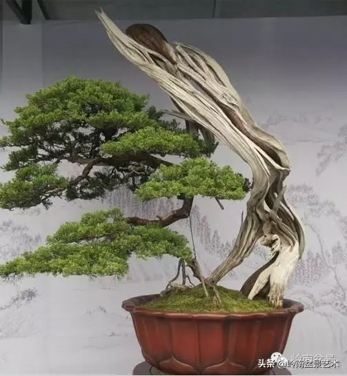 天地清明 | 盆景的舍利最能展現向死而生的精神!
