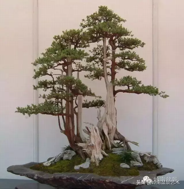 天地清明 | 盆景的舍利最能展現向死而生的精神!