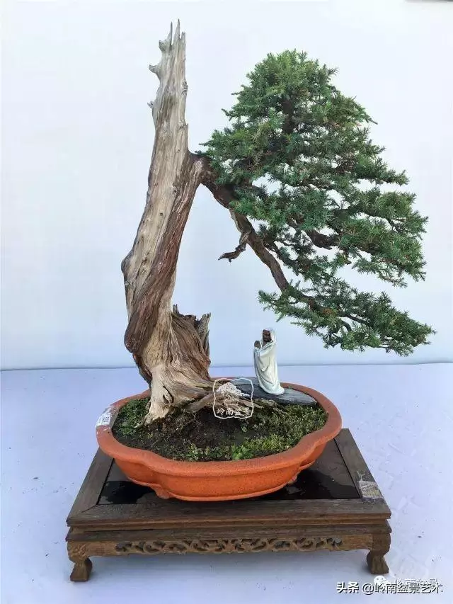天地清明 | 盆景的舍利最能展現向死而生的精神!