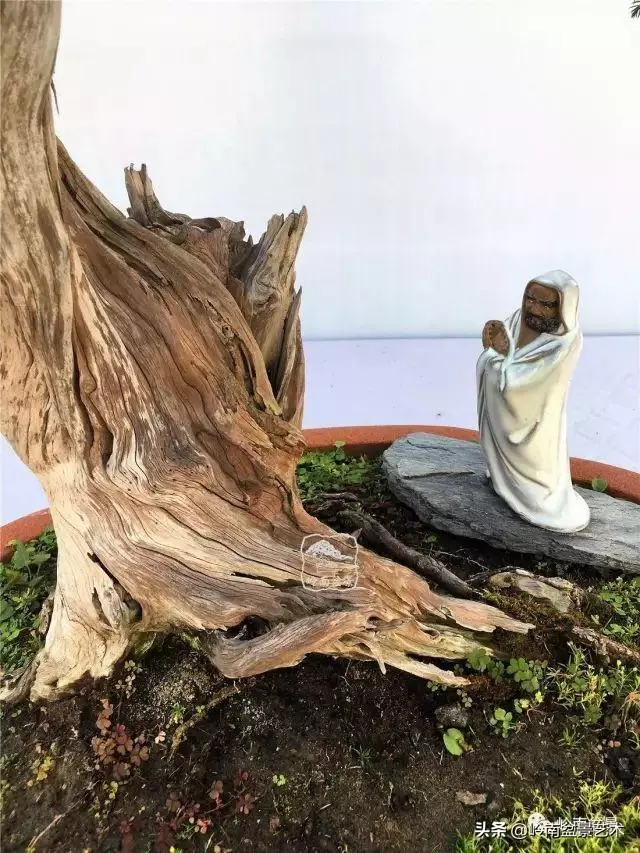 天地清明 | 盆景的舍利最能展現向死而生的精神!