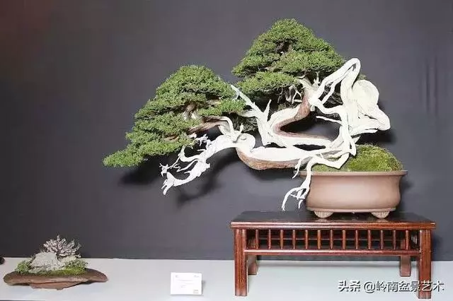天地清明 | 盆景的舍利最能展現向死而生的精神!