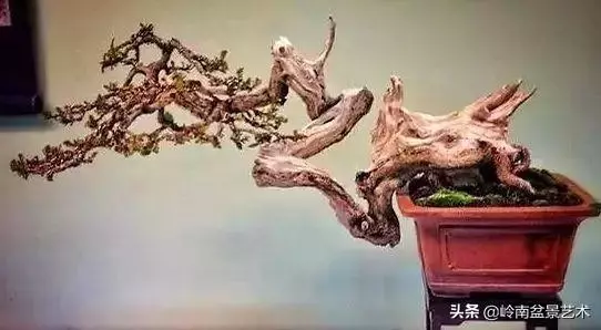 天地清明 | 盆景的舍利最能展現向死而生的精神!