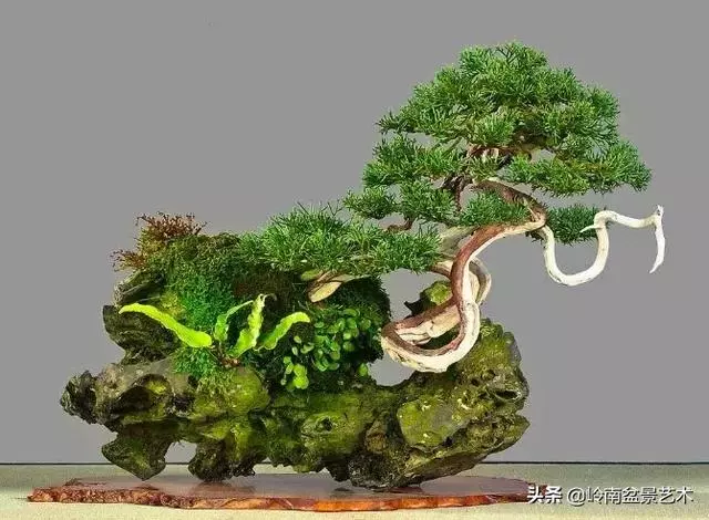 天地清明 | 盆景的舍利最能展現向死而生的精神!