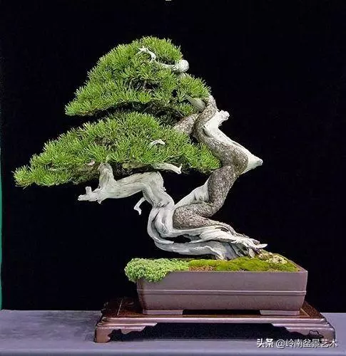 天地清明 | 盆景的舍利最能展現向死而生的精神!