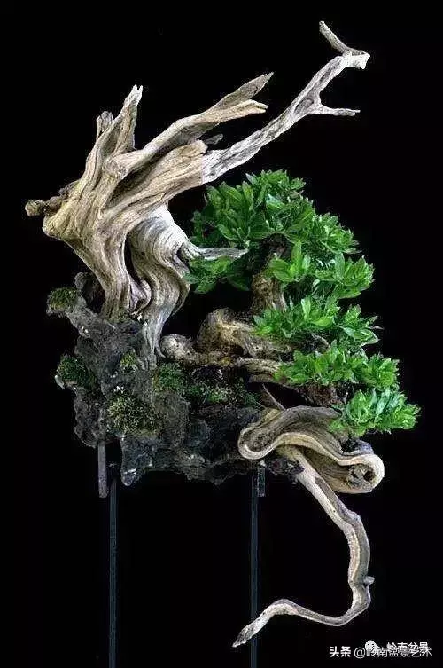 天地清明 | 盆景的舍利最能展現向死而生的精神!