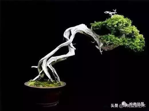 天地清明 | 盆景的舍利最能展現向死而生的精神!