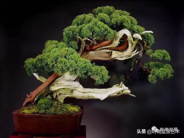 天地清明 | 盆景的舍利最能展現向死而生的精神!