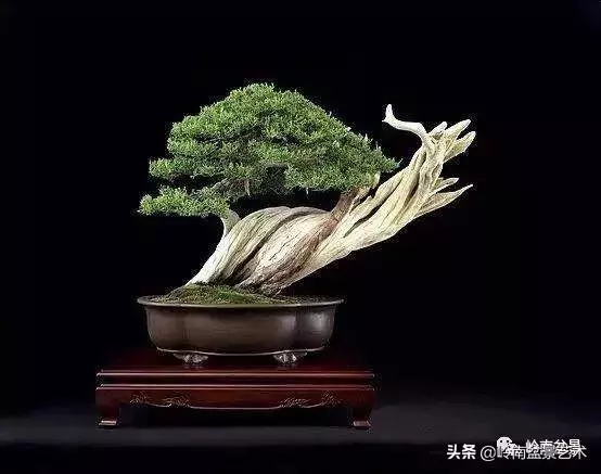 天地清明 | 盆景的舍利最能展現向死而生的精神!