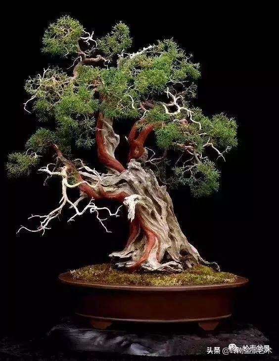 天地清明 | 盆景的舍利最能展現向死而生的精神!