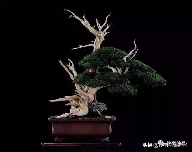 天地清明 | 盆景的舍利最能展現向死而生的精神!