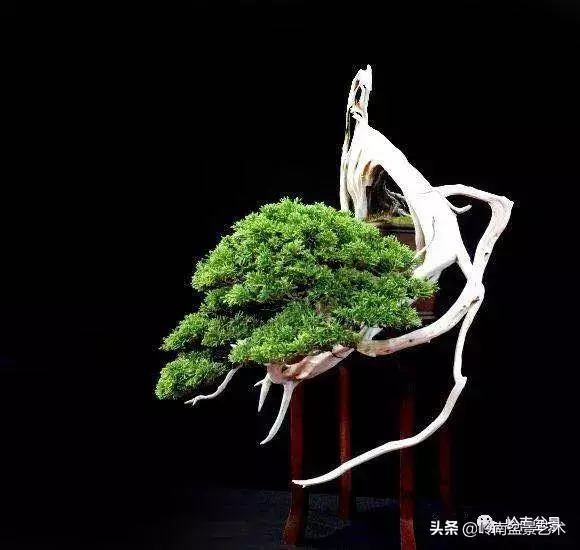 天地清明 | 盆景的舍利最能展現向死而生的精神!