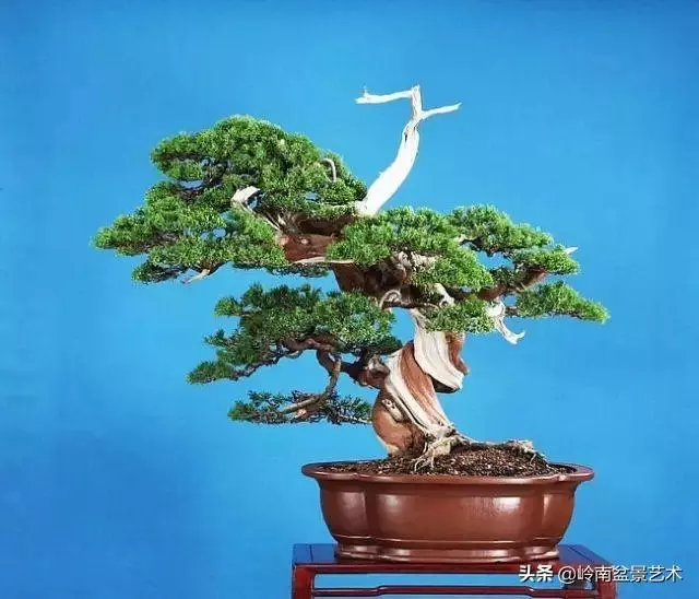 天地清明 | 盆景的舍利最能展現向死而生的精神!